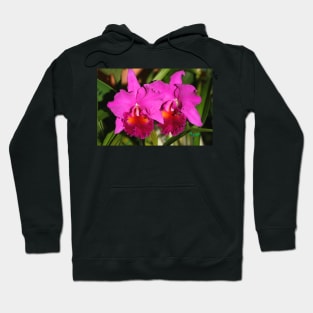 Bright Pink Orchids Hoodie